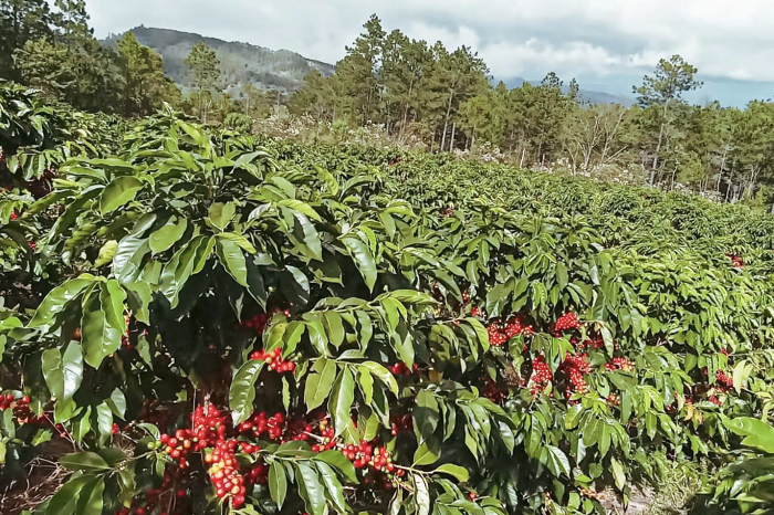 El Jardin
