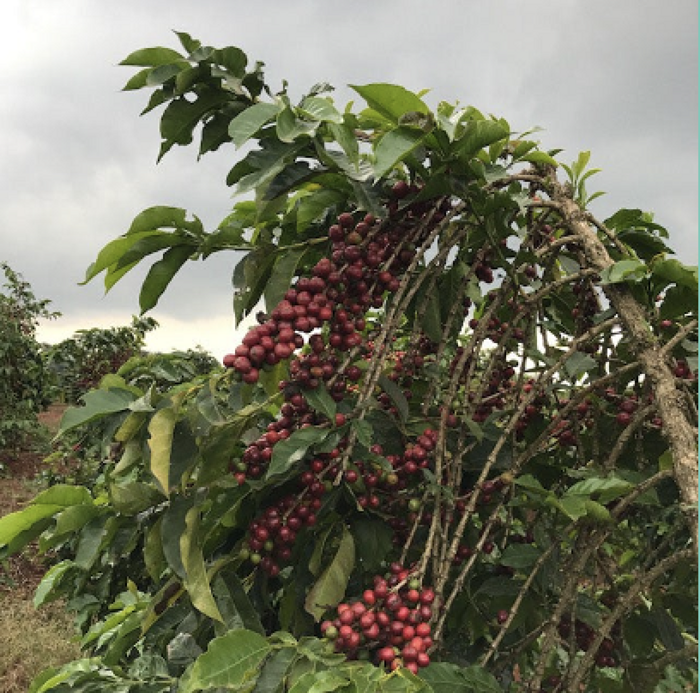 Gachenge Kirinyaga AA